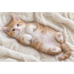 Chaton - Tapis de jeux...