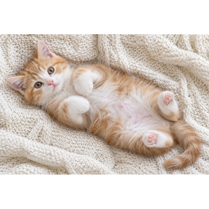 Chaton - Tapis de jeux polyester - 40x60