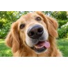 Chien - Tapis de jeux polyester - 40x60