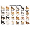 Les chiens - Tapis de jeux polyester - 40x60