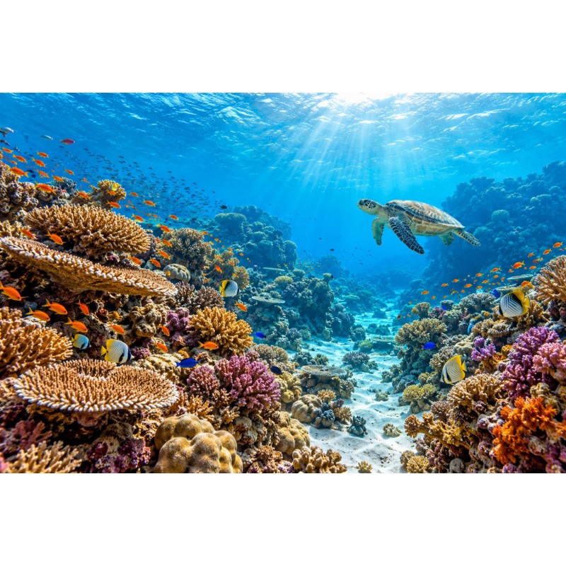 Récif - Tapis de jeux polyester - 40x60