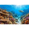 Récif - Tapis de jeux polyester - 40x60